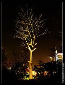 夜色兄弟,探寻都市光影下的兄弟情深